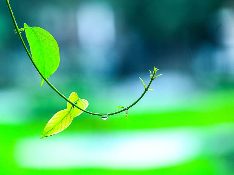 绿叶与露珠特写图片