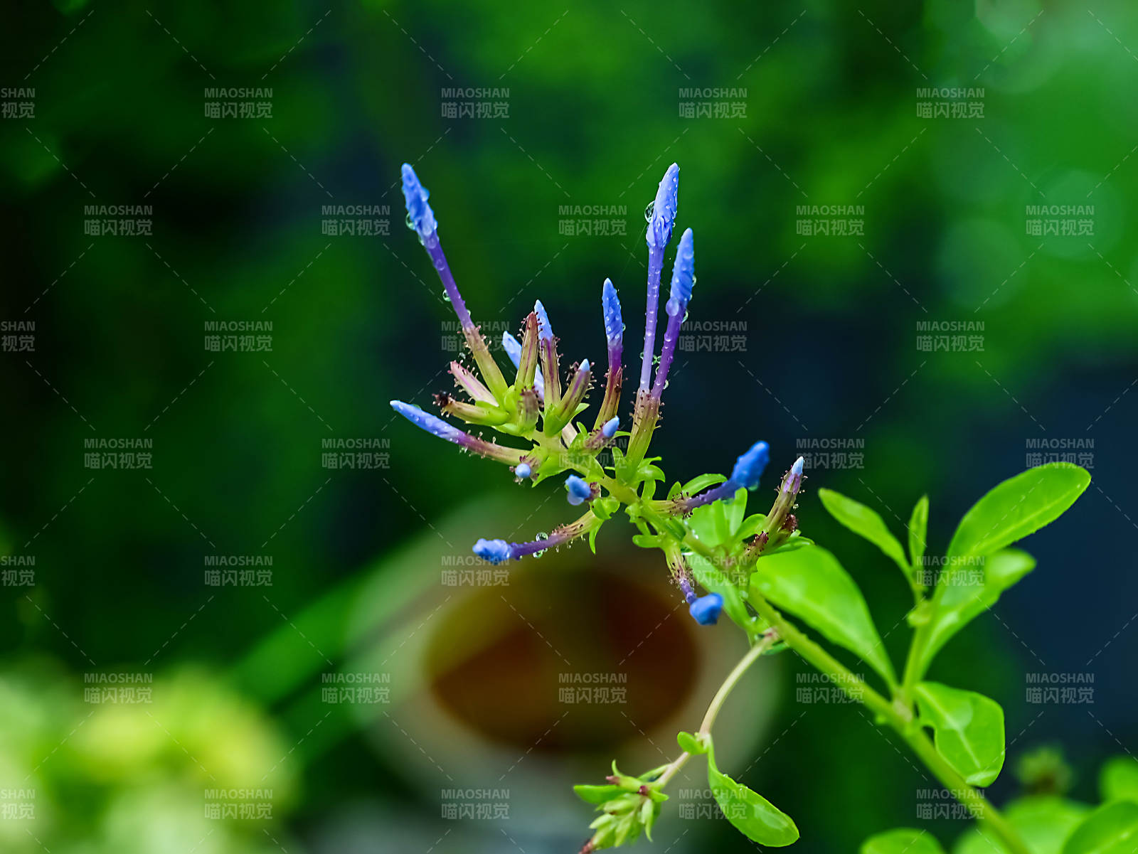 含苞待放的蓝花丹特写图片