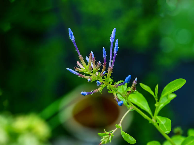 含苞待放的蓝花丹特写图片