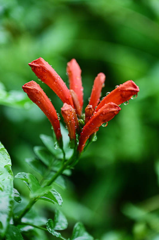 雨后绽放的凌霄花特写图片
