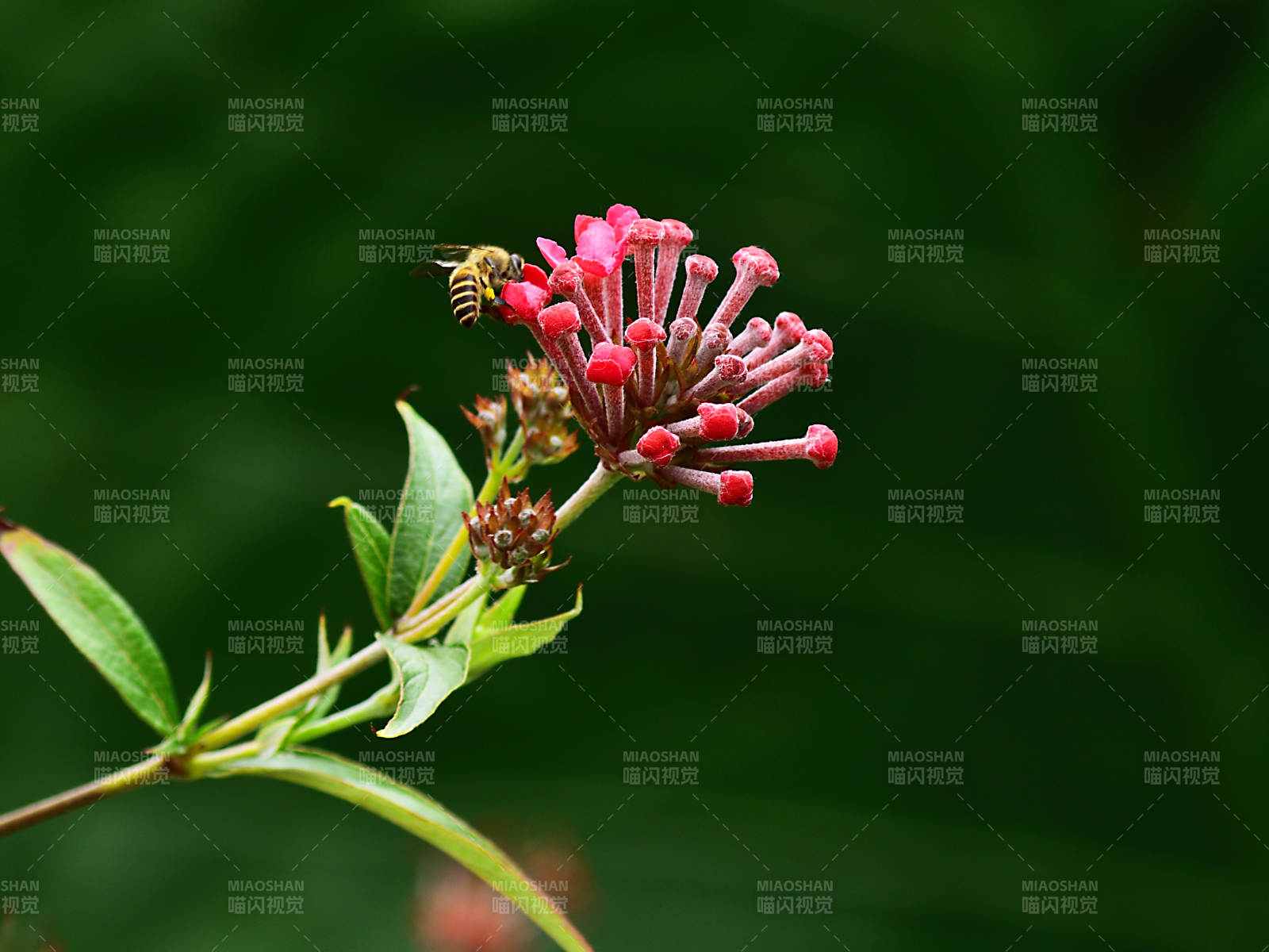 巴拿马玫瑰花与小蜜蜂特写图片