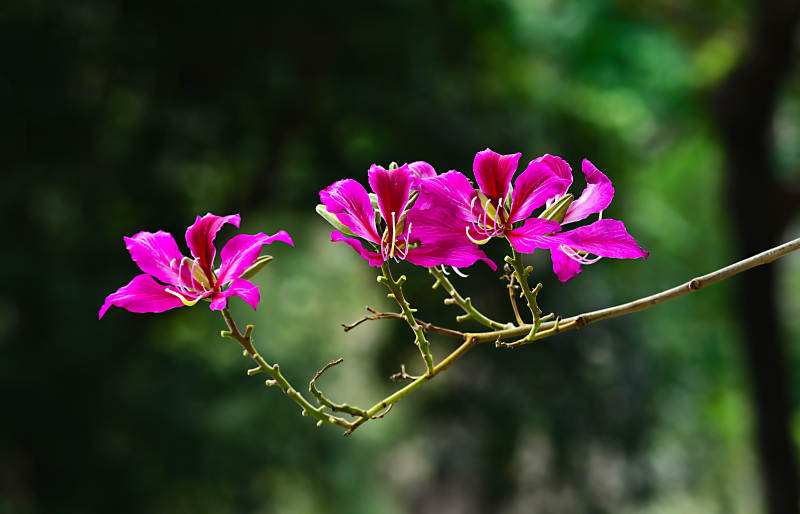 紫荆花绽放枝头图片