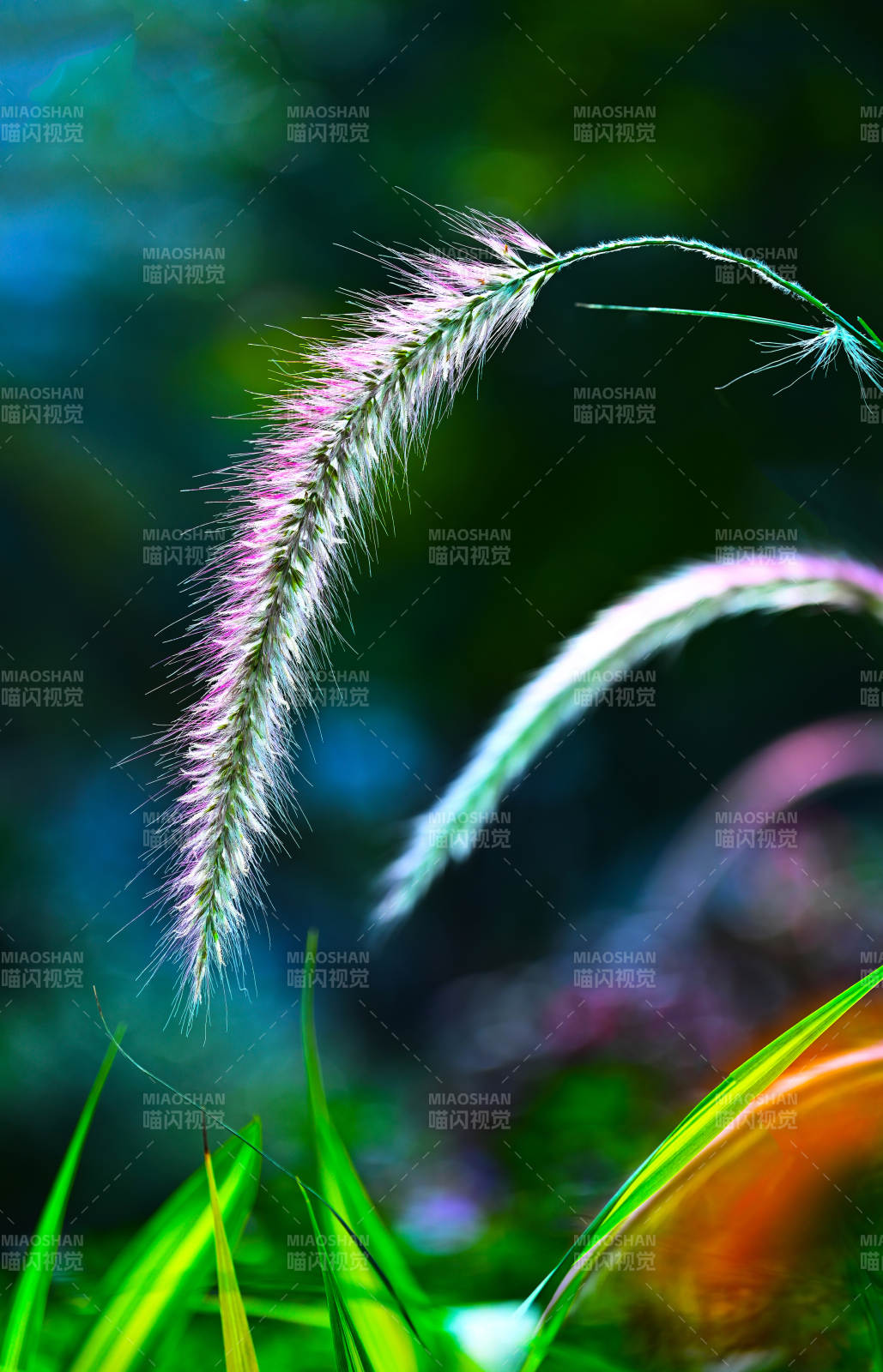 阳光下的狗尾巴草特写图片