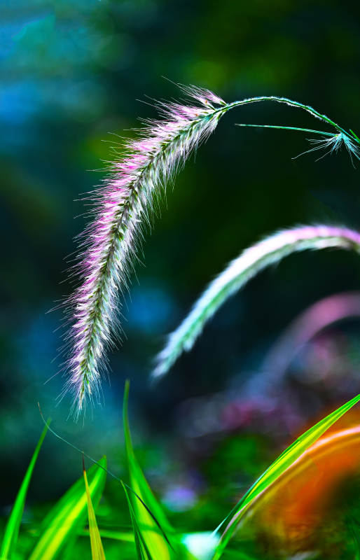 阳光下的狗尾巴草特写图片