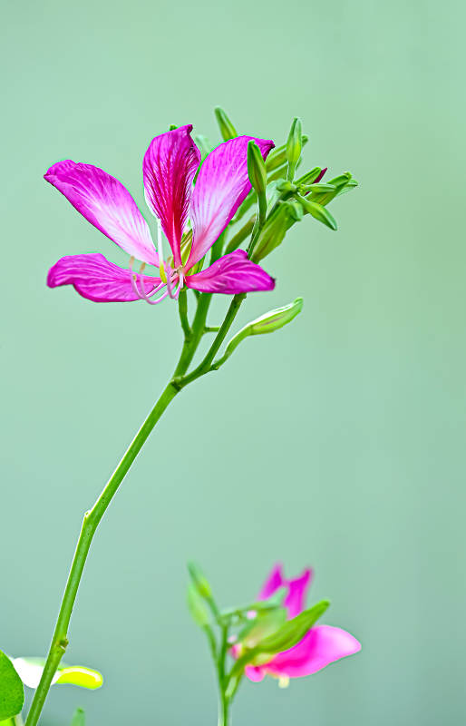 绽放的紫荆花特写图片