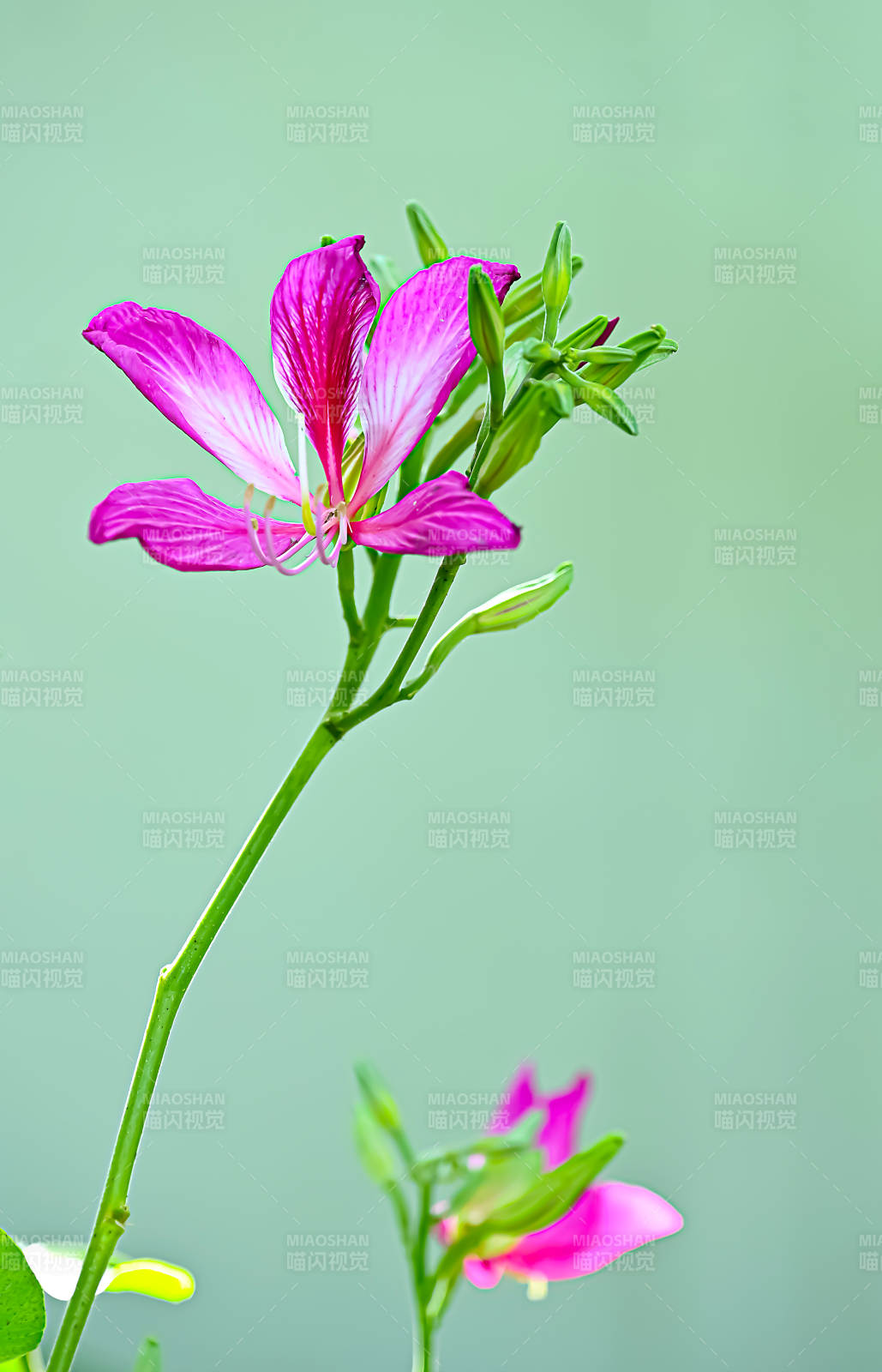 绽放的紫荆花特写图片