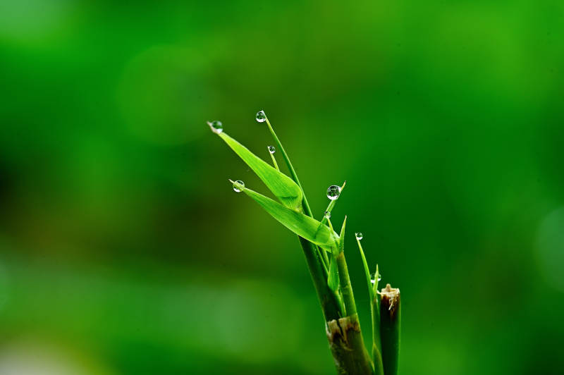 竹叶与雨珠图片