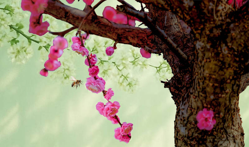 樱花树下蜂飞舞图片