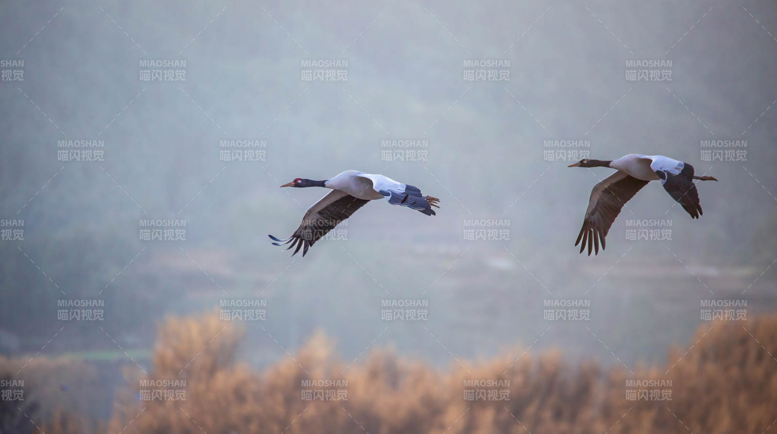 双鹤凌空飞翔图片