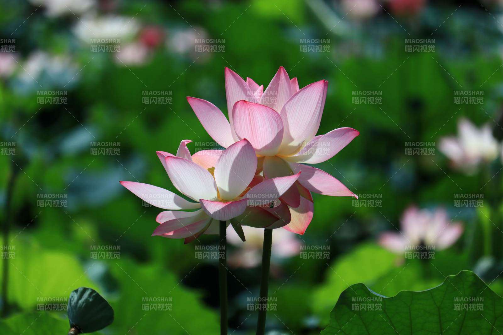 粉莲绽放绿叶间图片