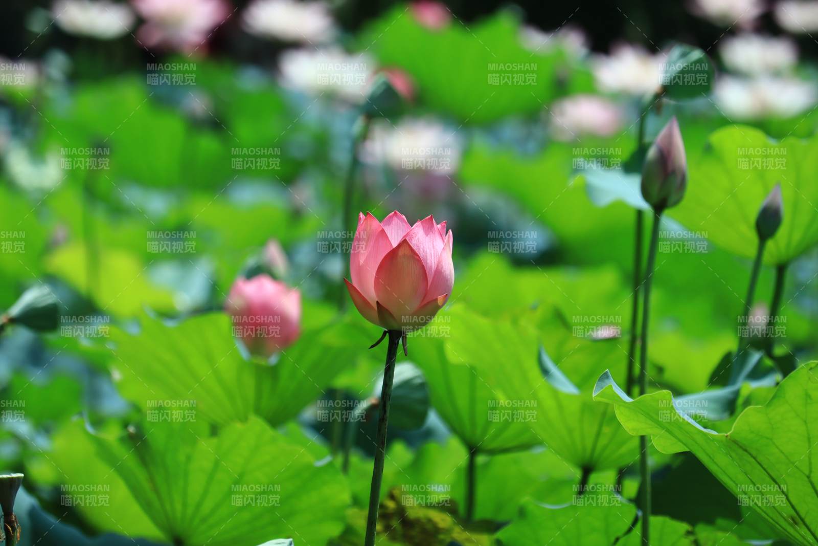 荷花绽放绿叶间图片