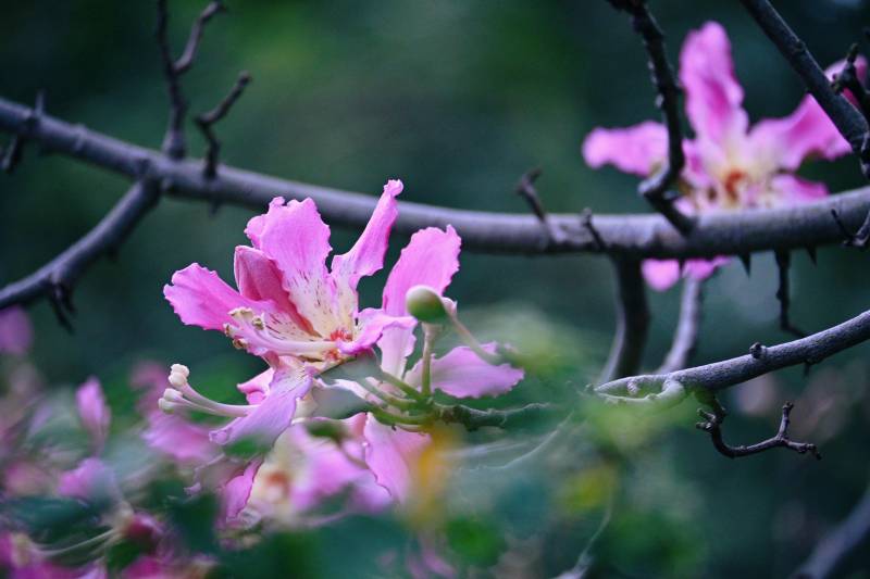 粉色的花绽放枝头图片