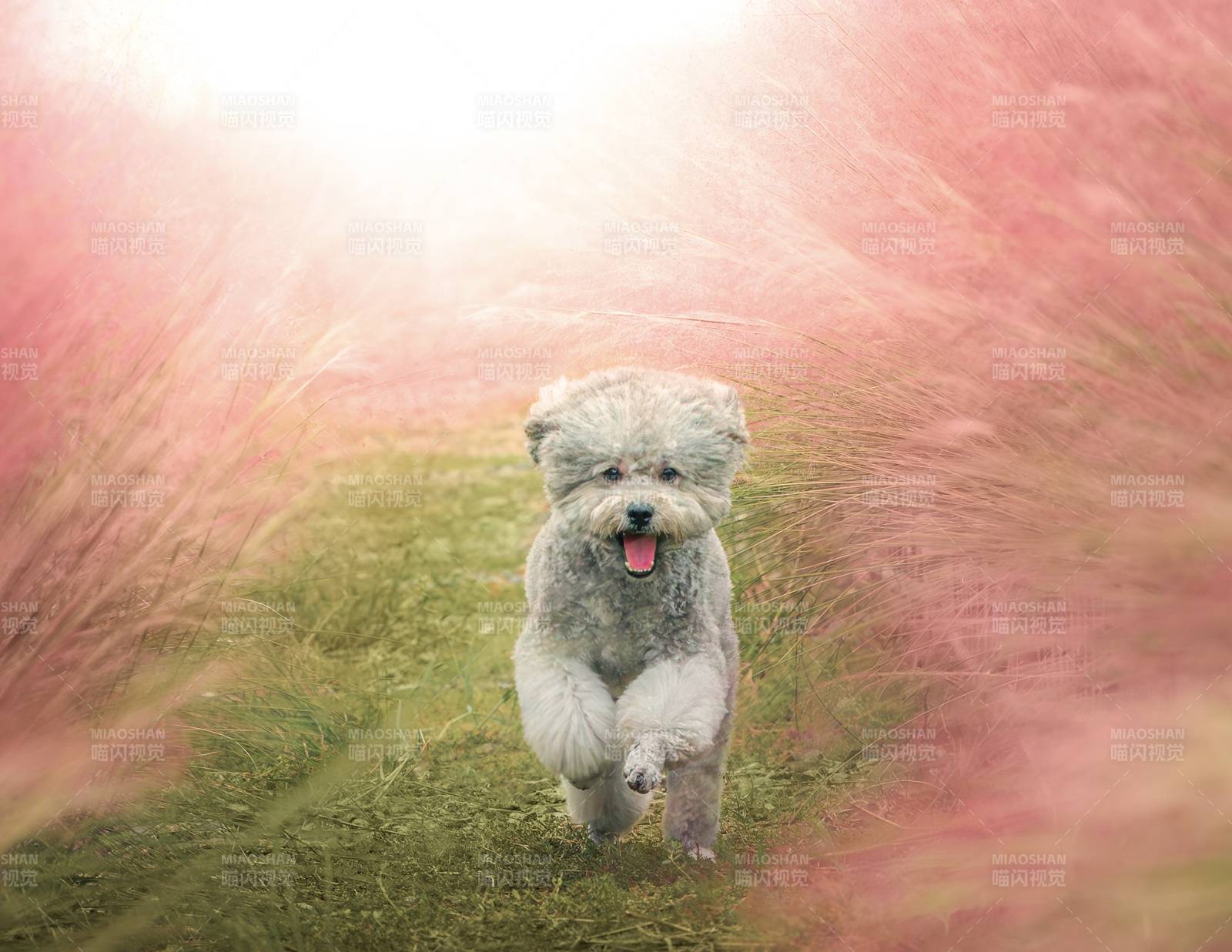 萌犬奔跑在花海中图片