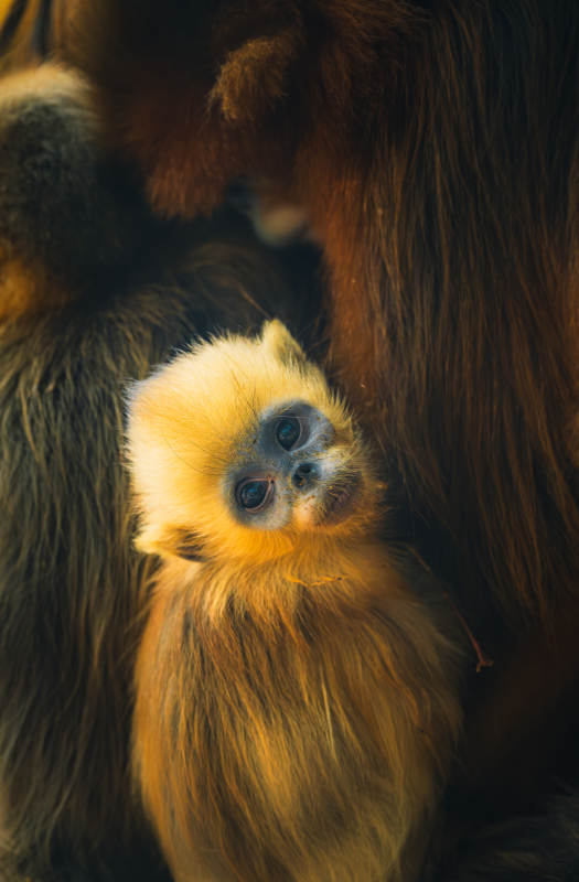 金丝猴幼崽依偎母猴图片