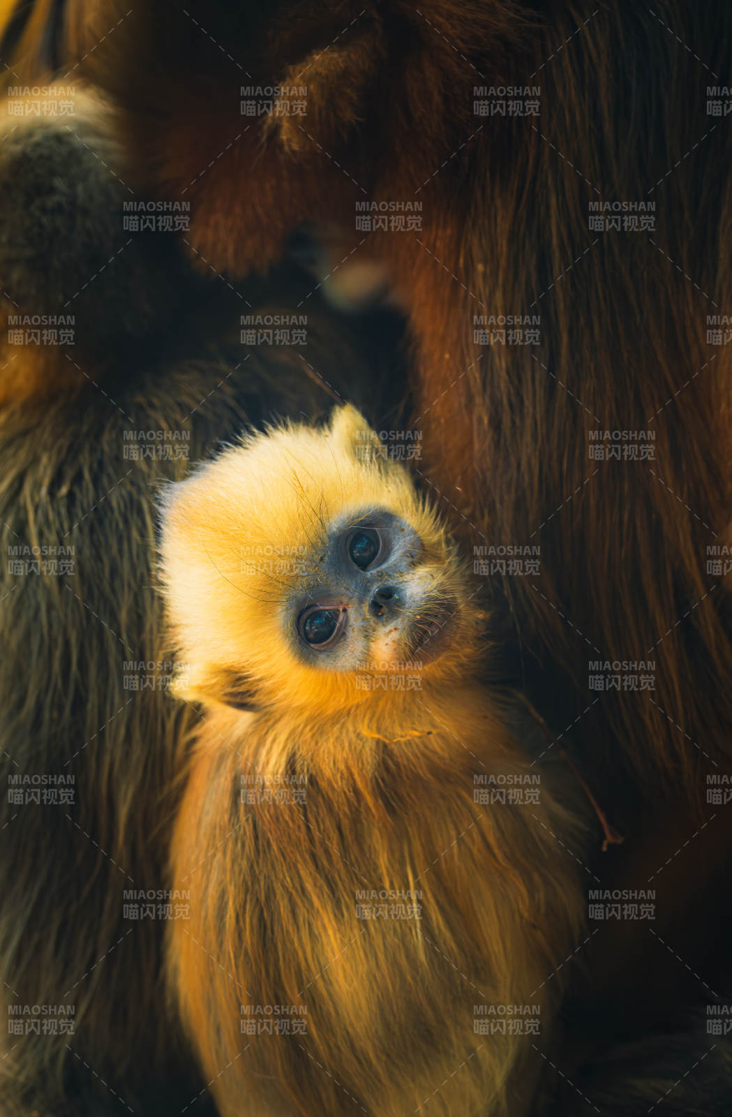 金丝猴幼崽依偎母猴图片