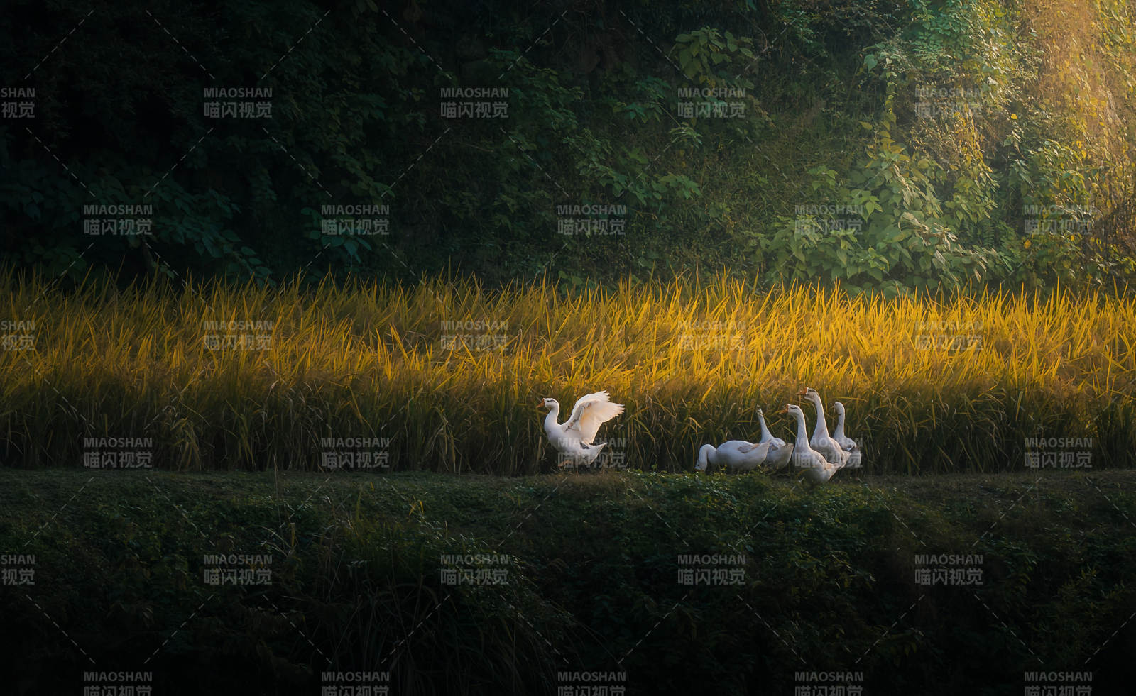 指南村稻田鹅图片