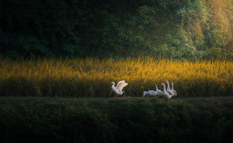 指南村稻田鹅图片