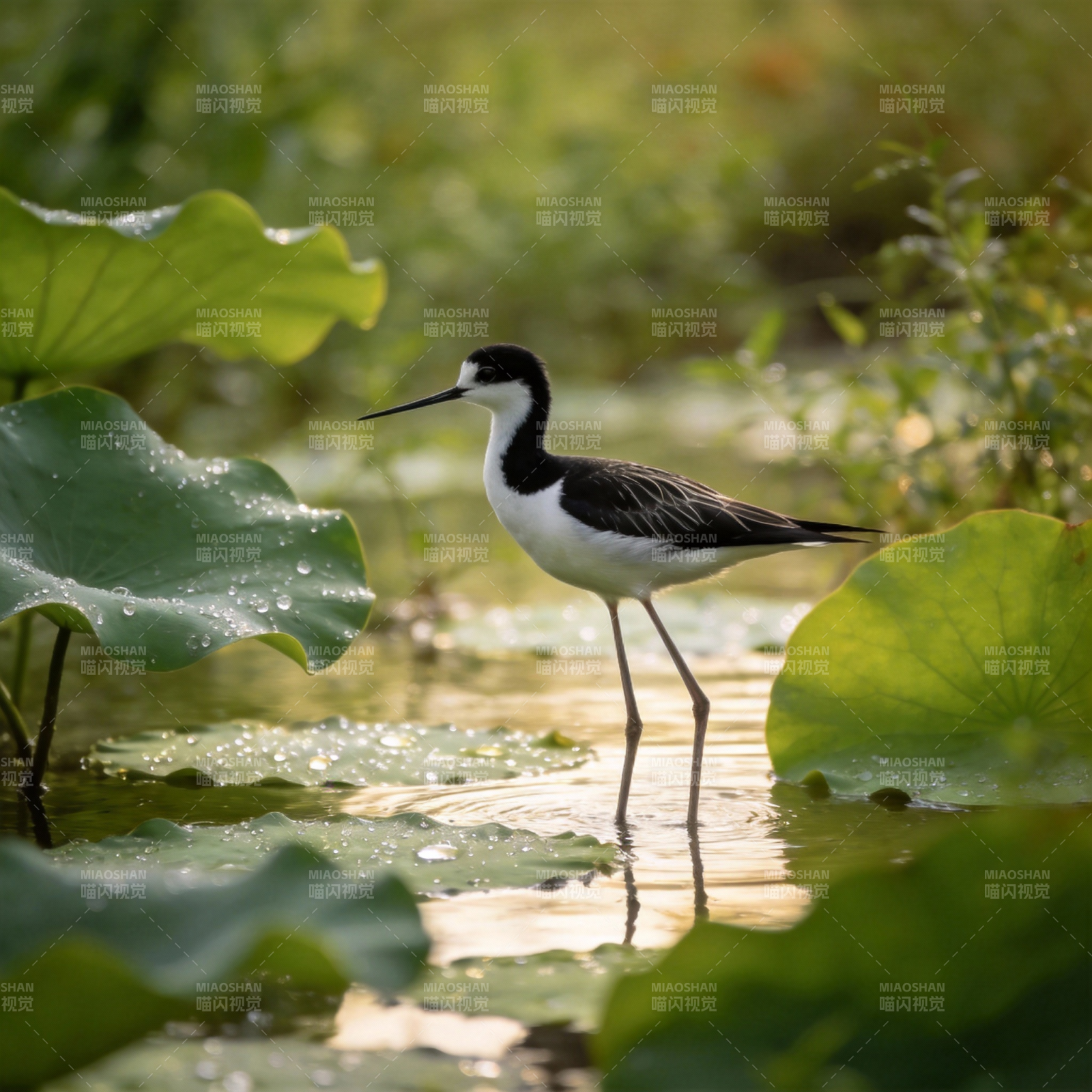 黑颈长脚鹬栖息荷塘图片