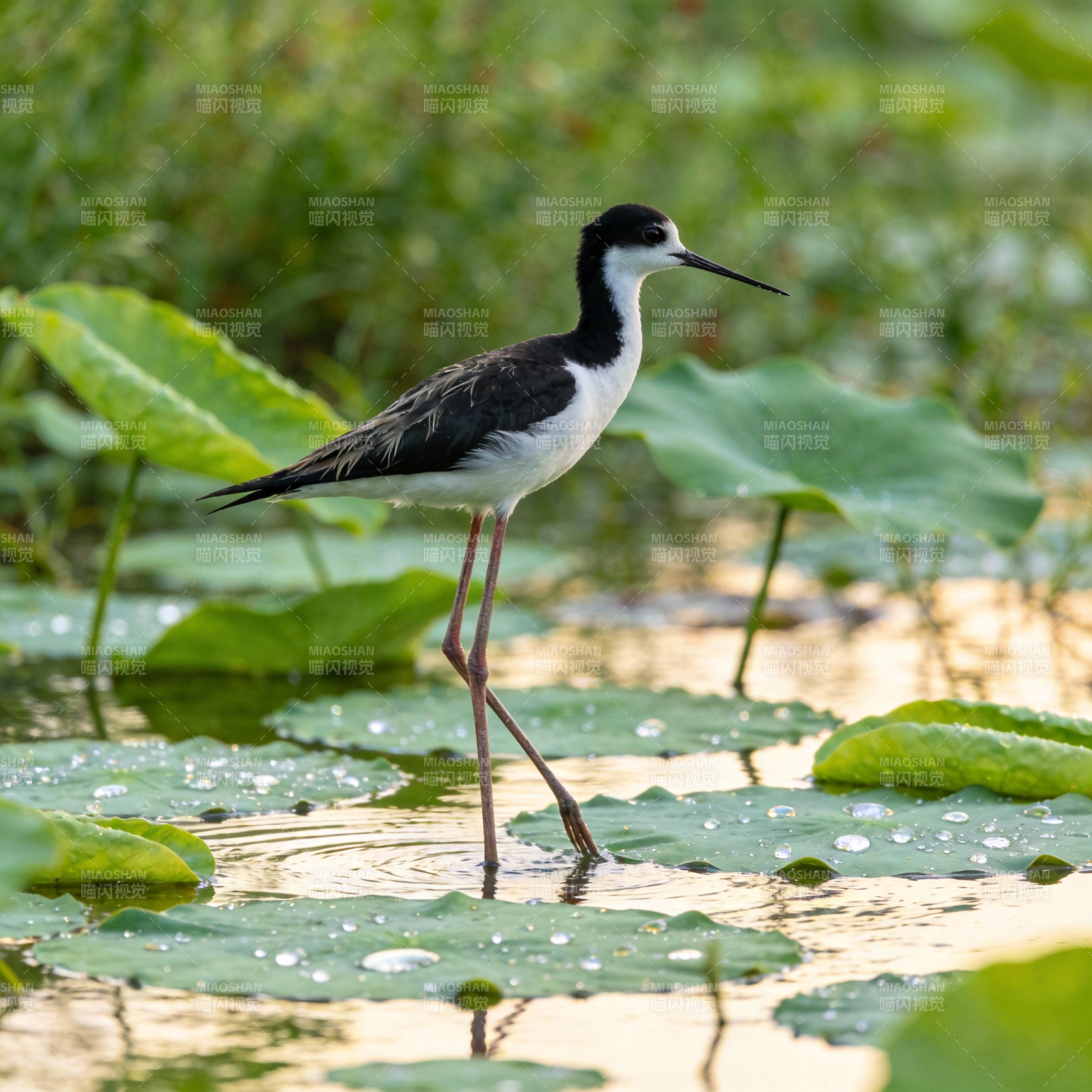 黑颈长脚鹬栖息水莲图片