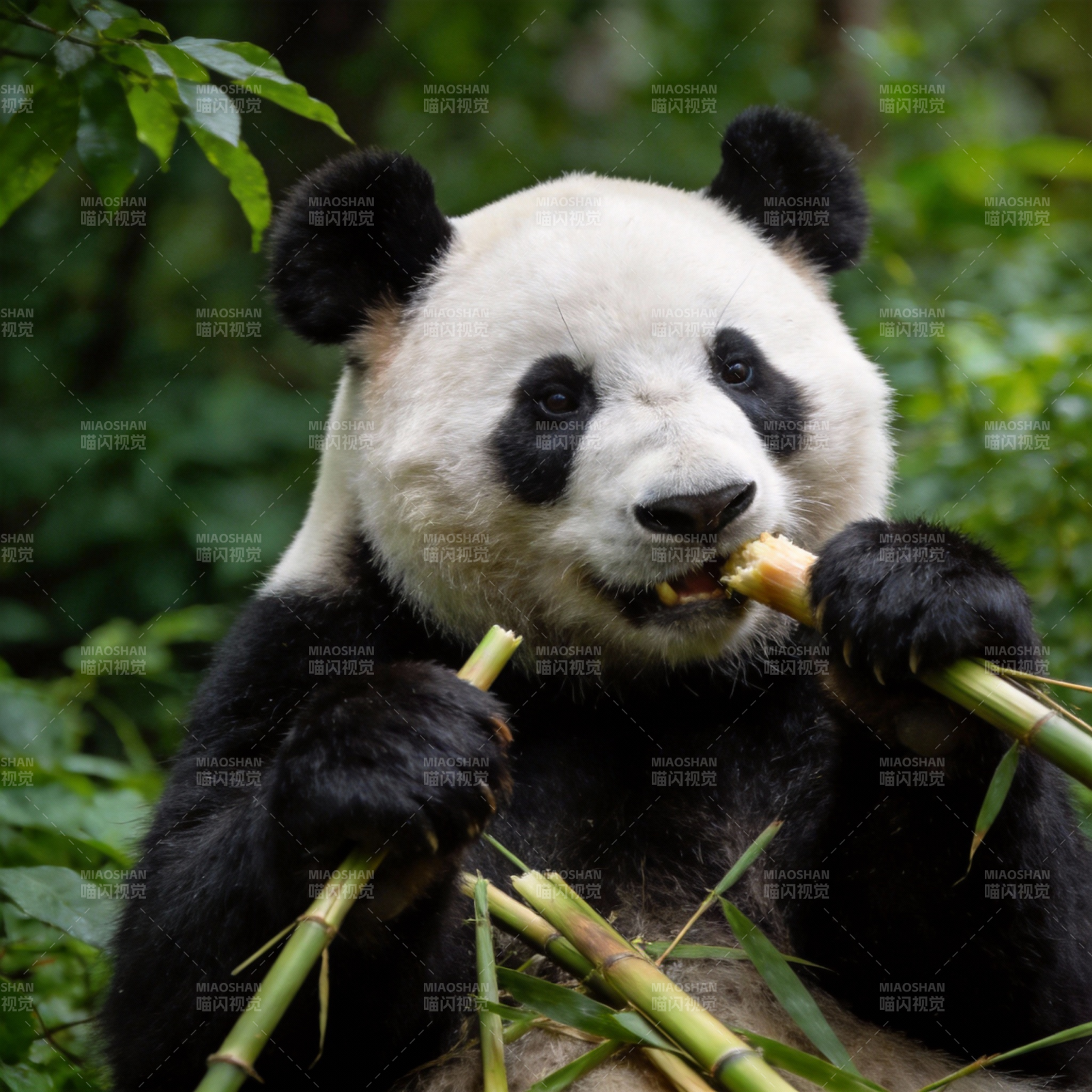 熊猫啃竹子图片