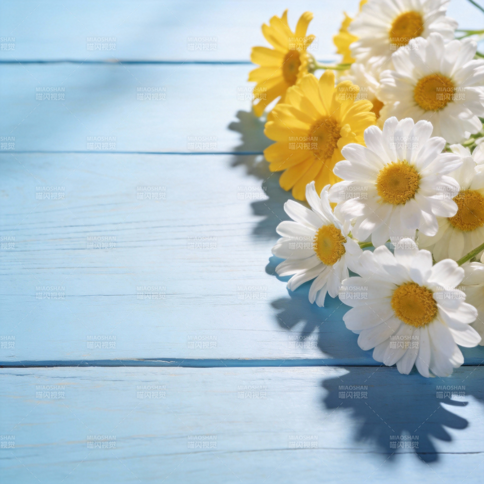 雏菊与阳光图片