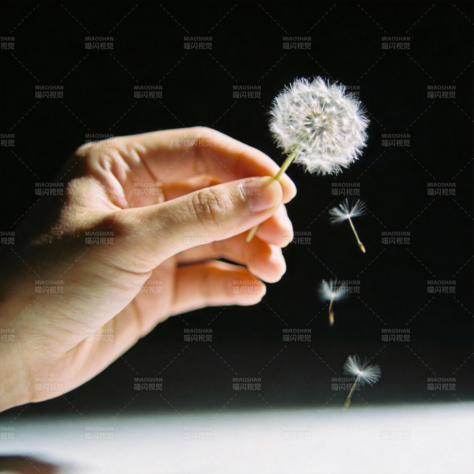 蒲公英随风飘散图片