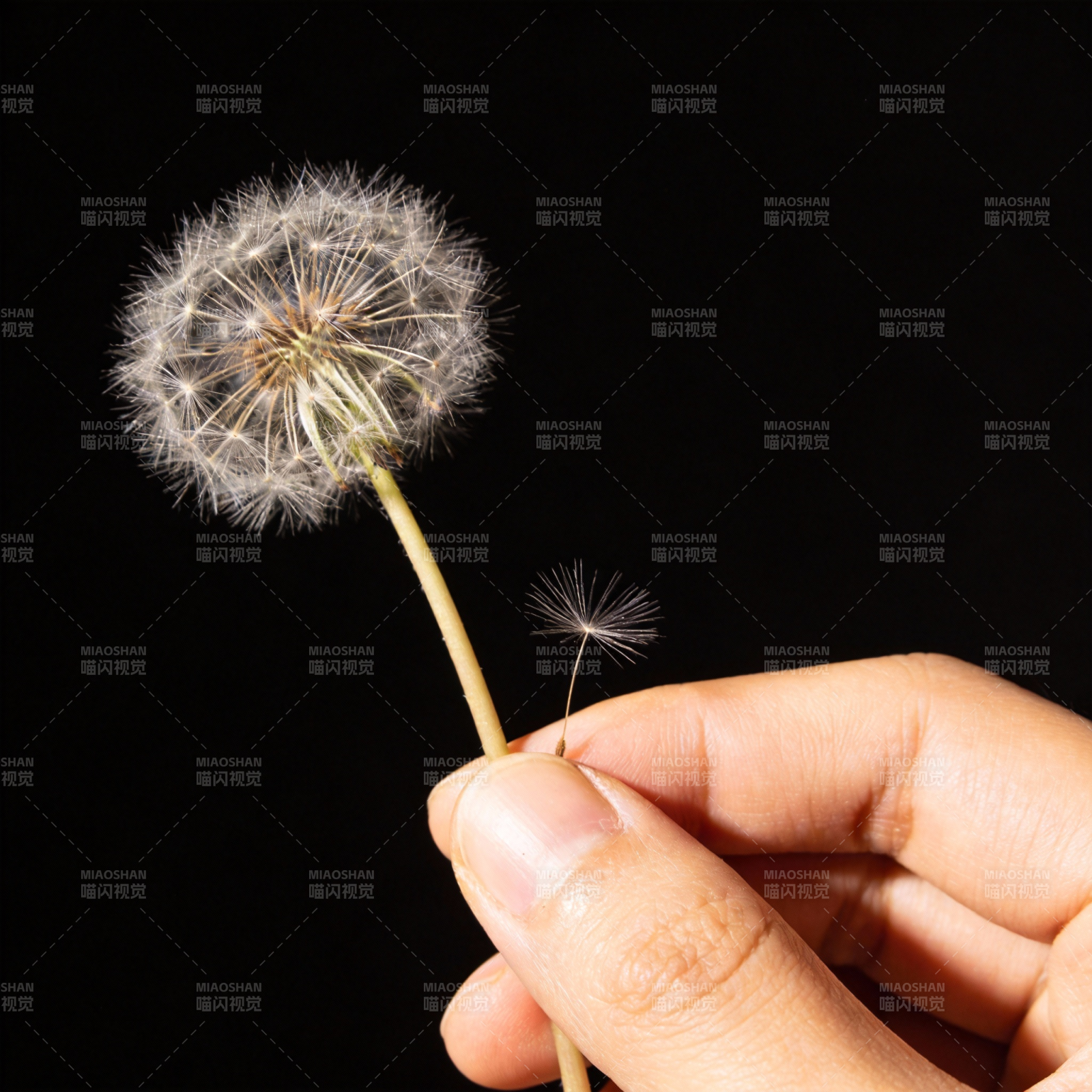 手握蒲公英图片