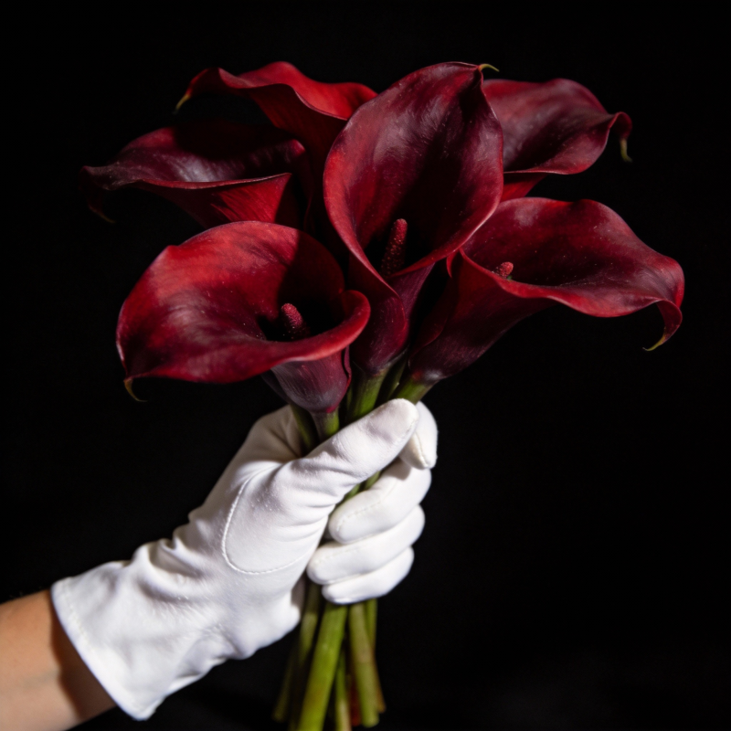 红花白手套图片