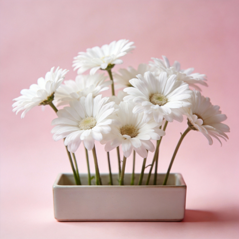 白菊静谧之美图片