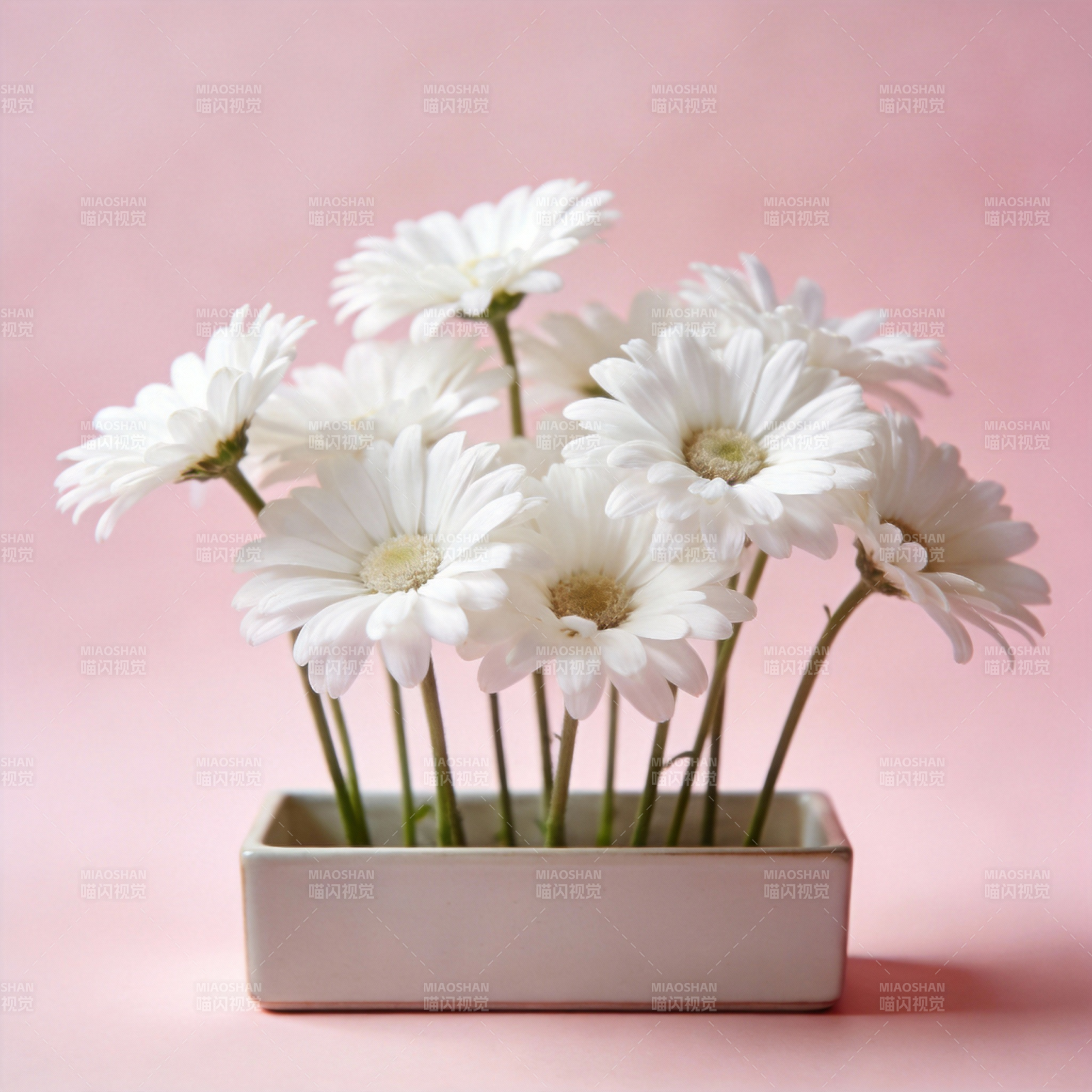 白菊静谧之美图片