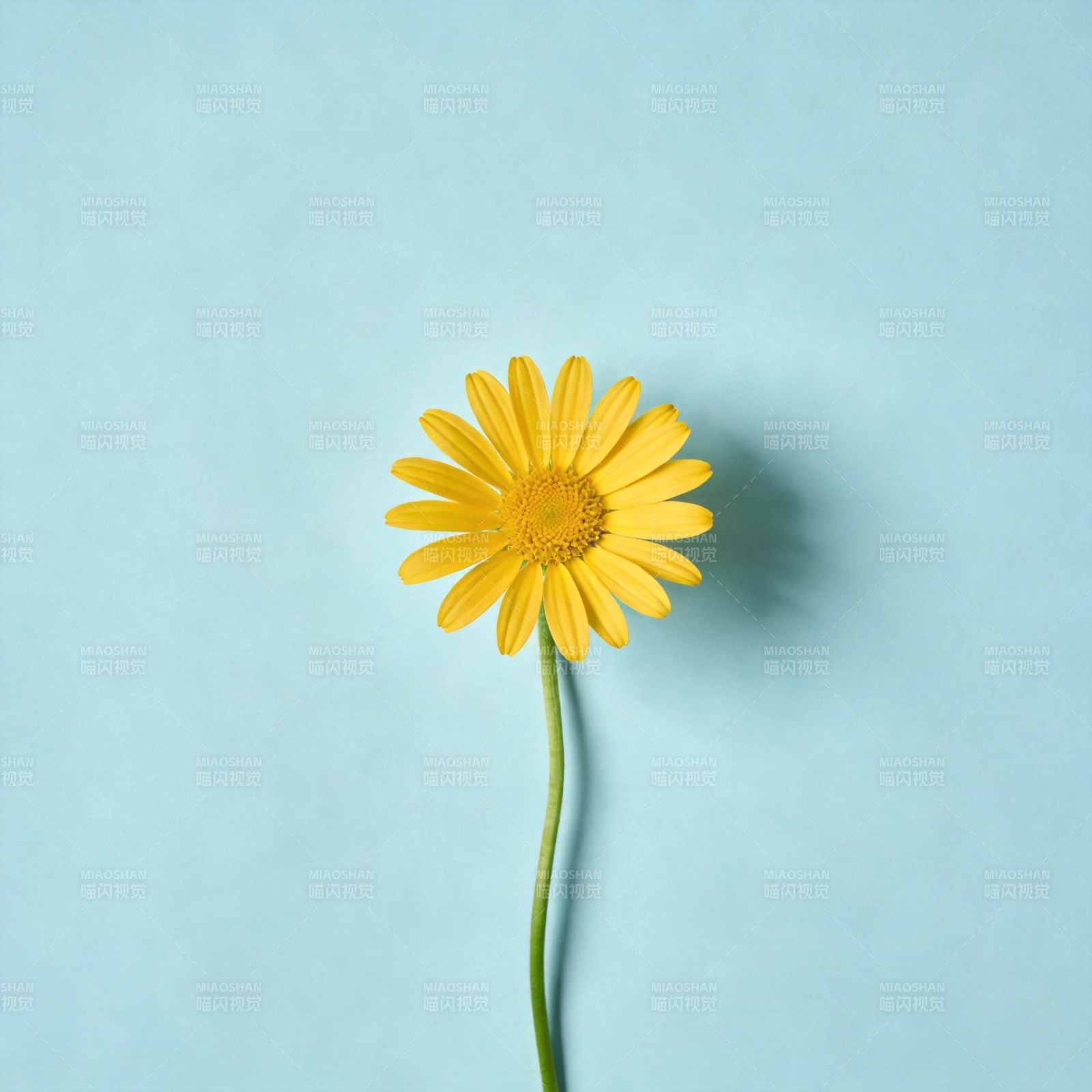 黄花映蓝背景图片