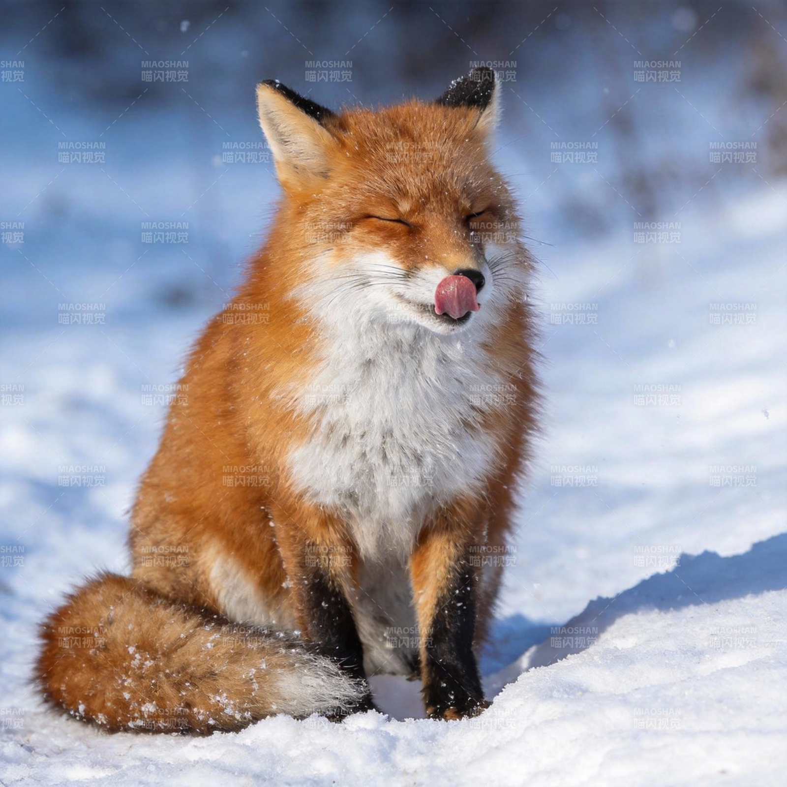 雪中狐狸舔唇图片