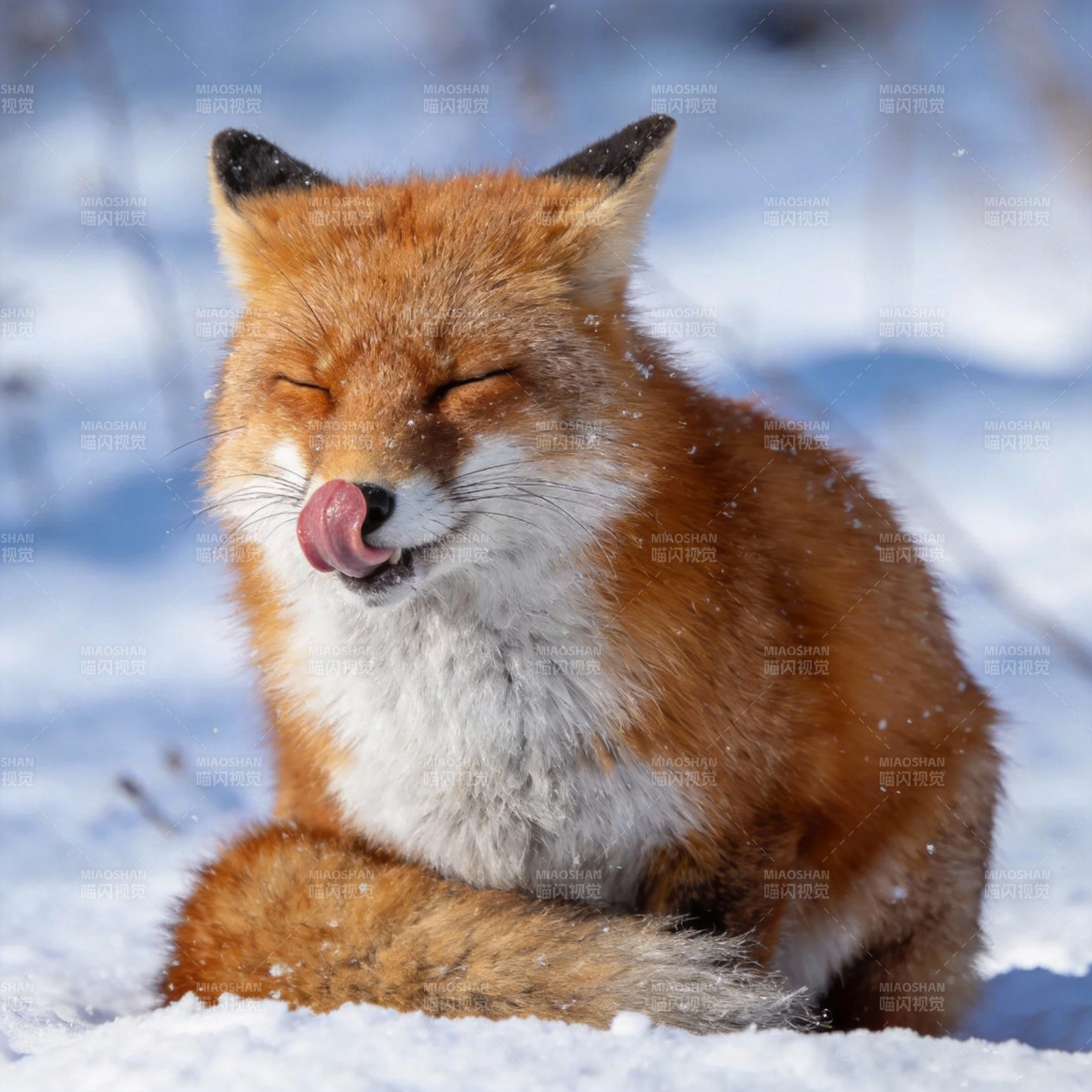 雪中狐狸舔唇图片