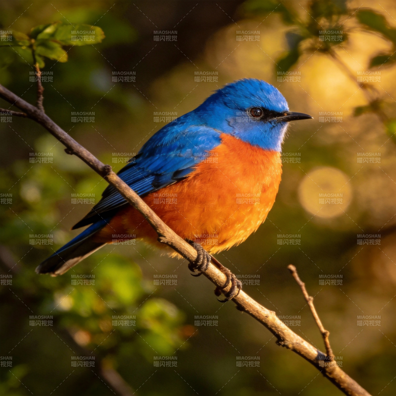 蓝橙鸟栖枝头图片