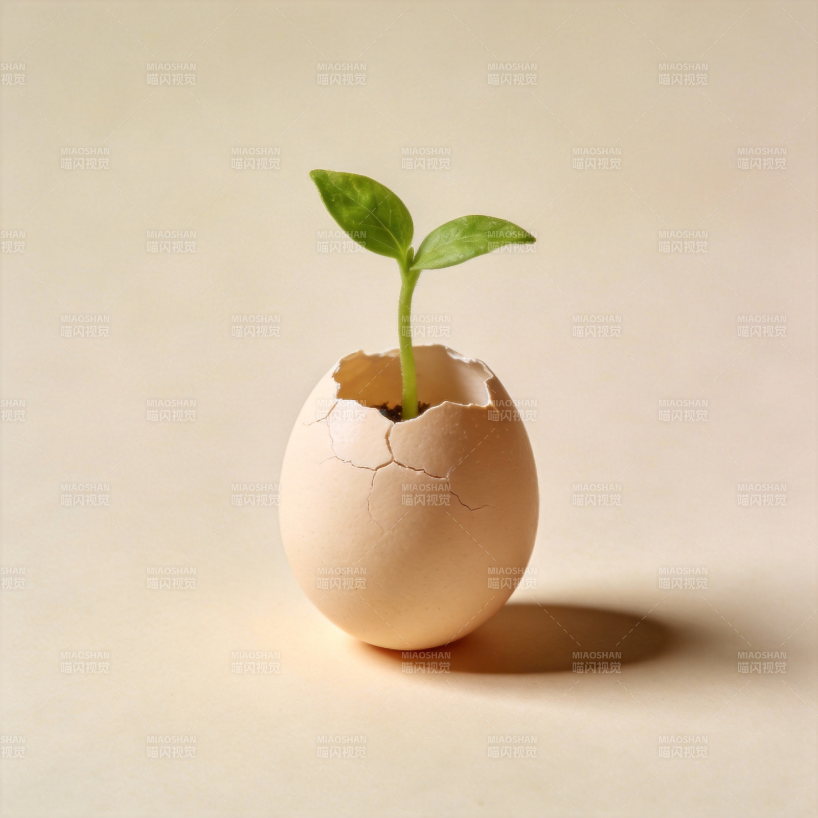 蛋壳中的嫩芽图片