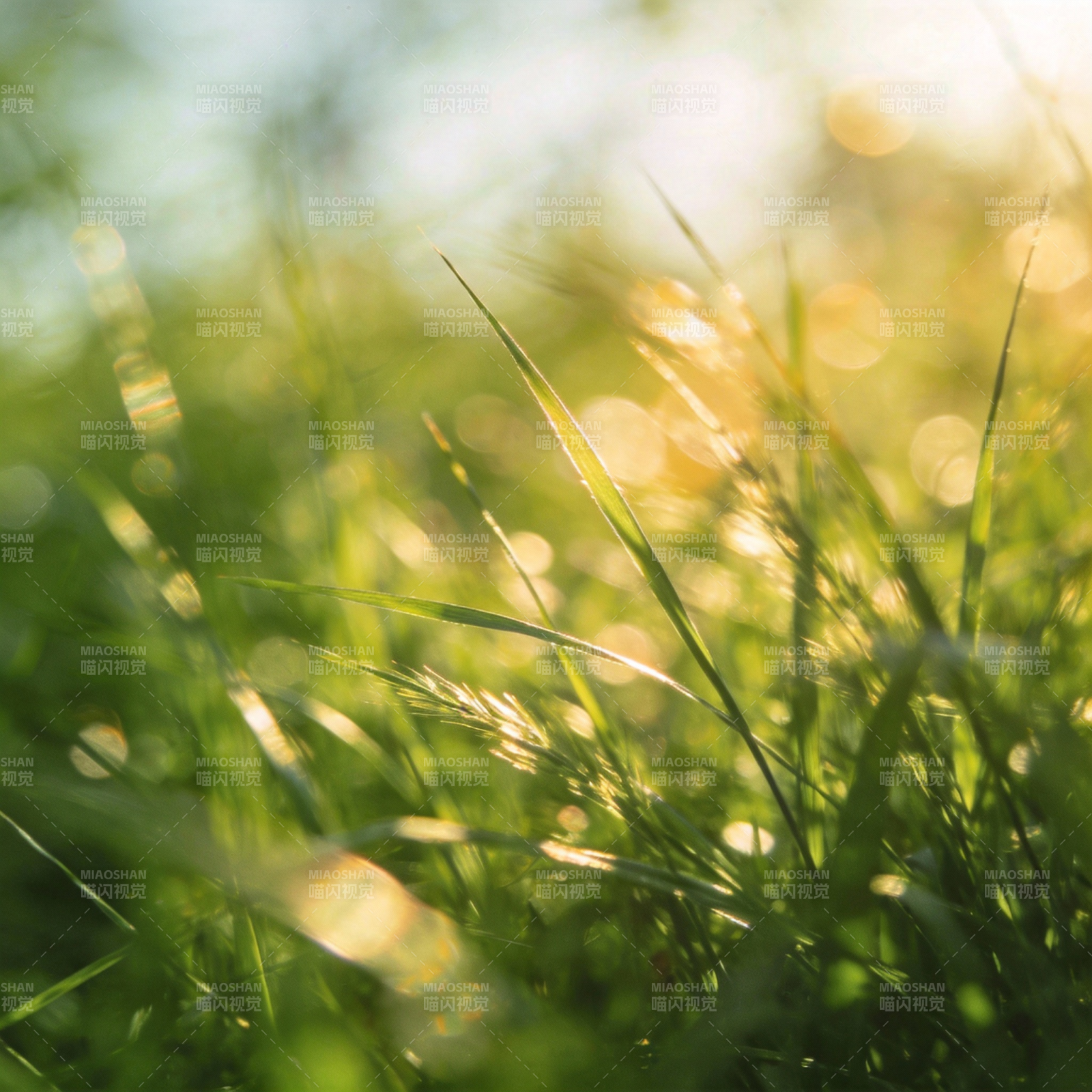阳光下的绿草图片
