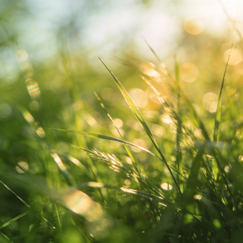 阳光下的绿草图片