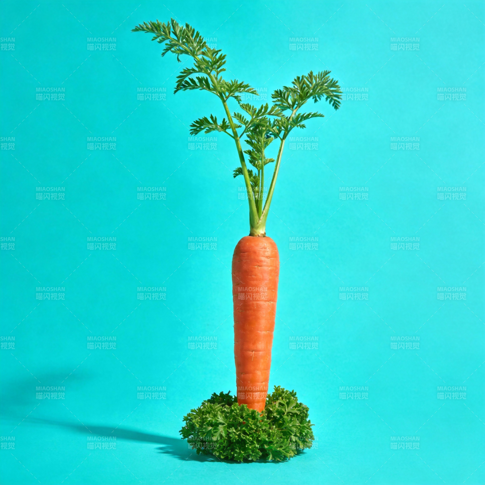 胡萝卜绿叶生机图片