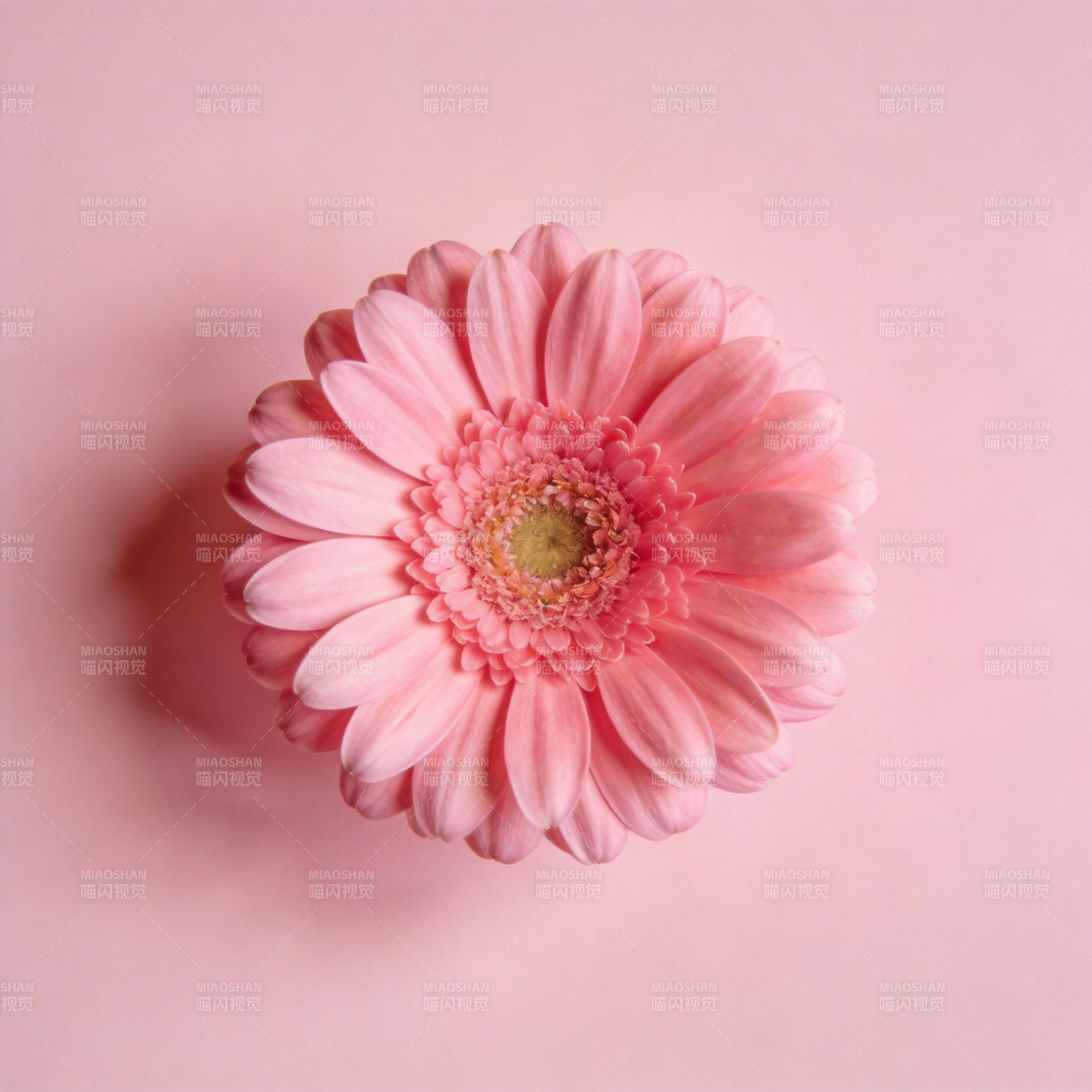 粉嫩雏菊绽放图片