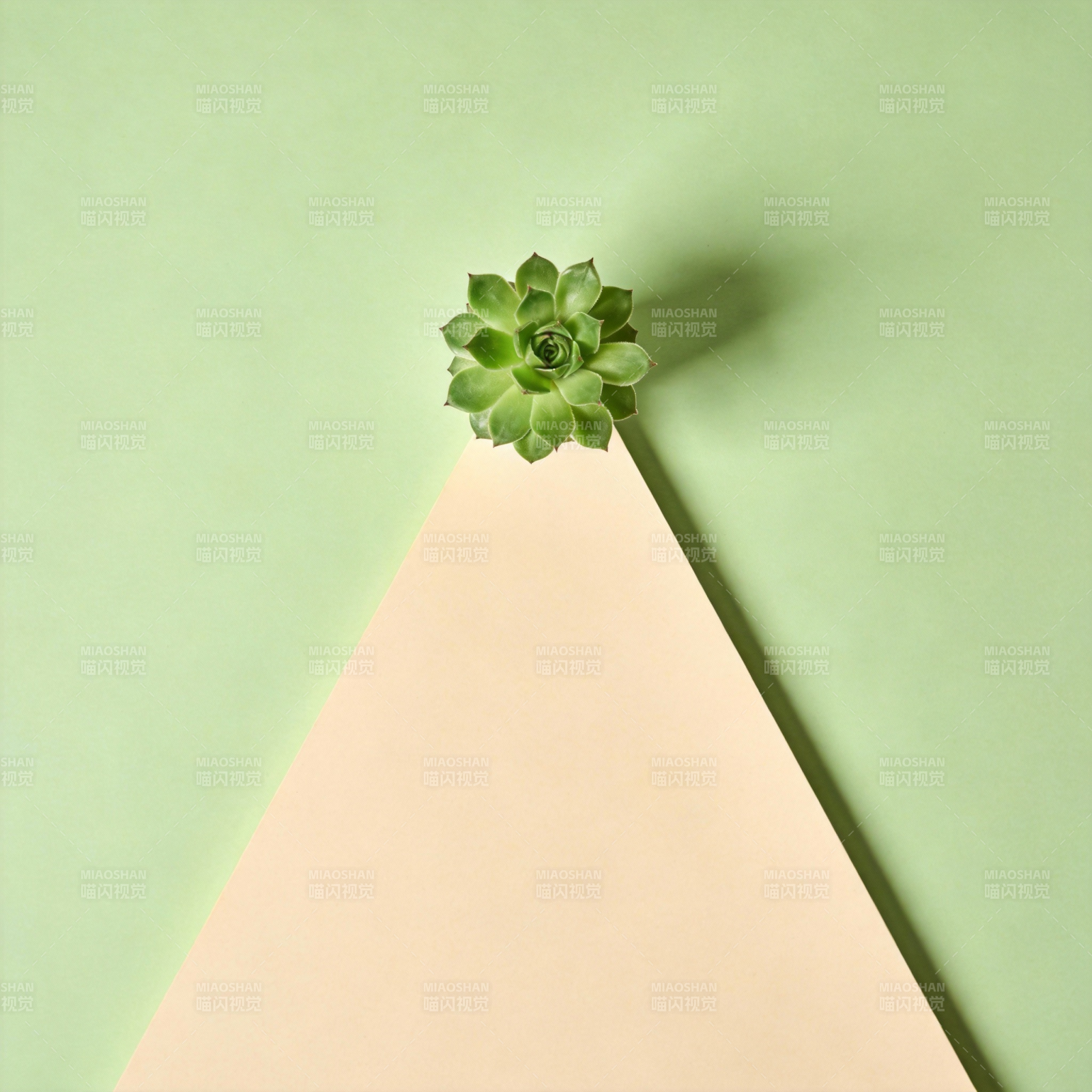 绿植三角构图图片