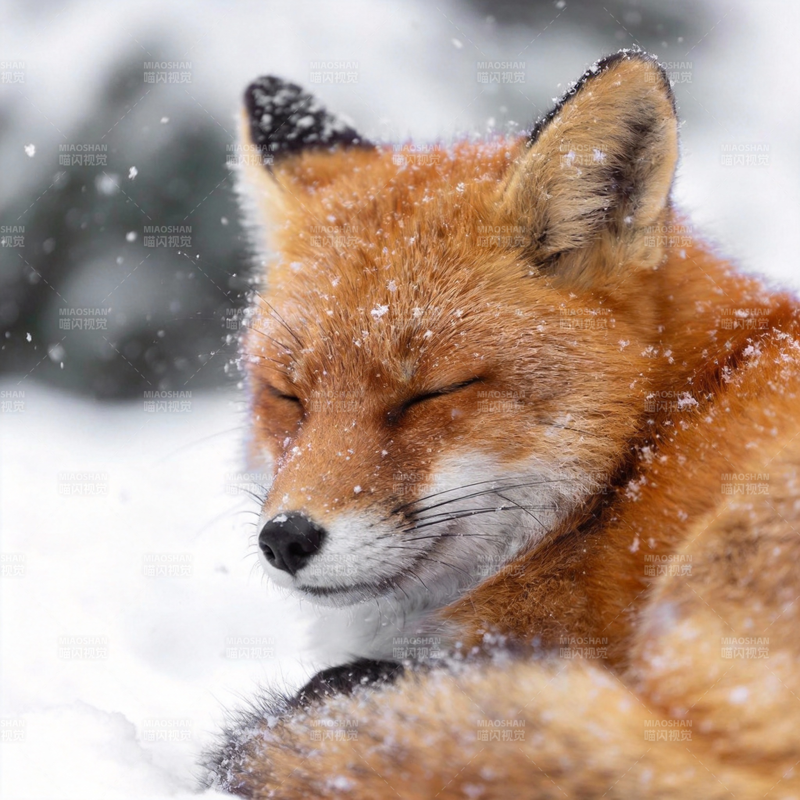 雪中红狐静卧图片