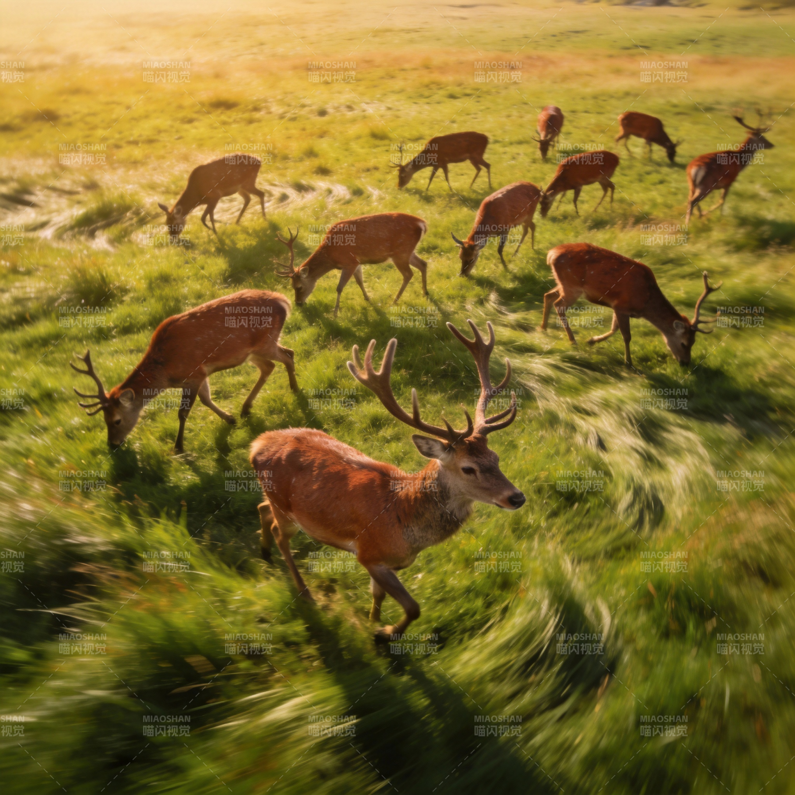 鹿群奔跑于草原图片
