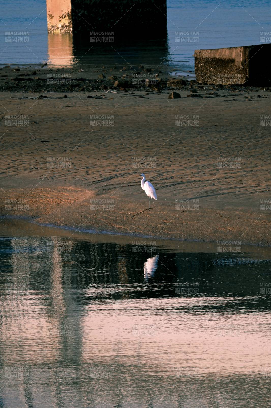 白鹭静立水边图片