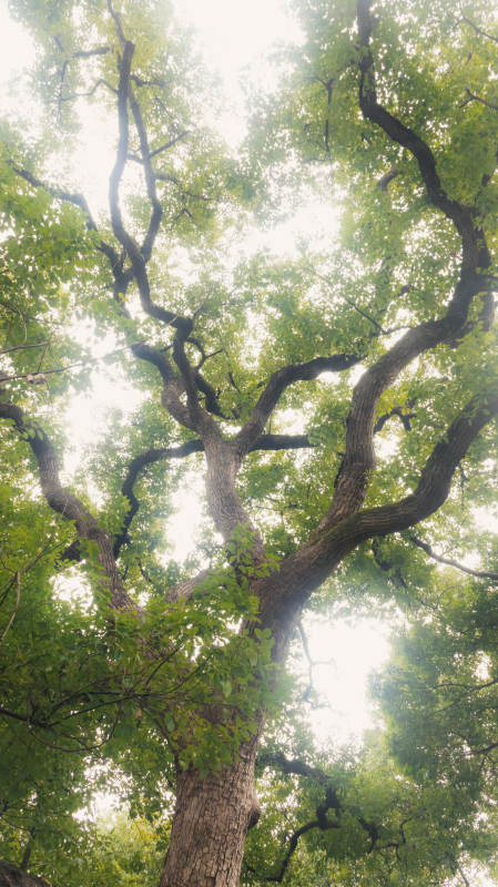 古树参天 绿意盎然图片