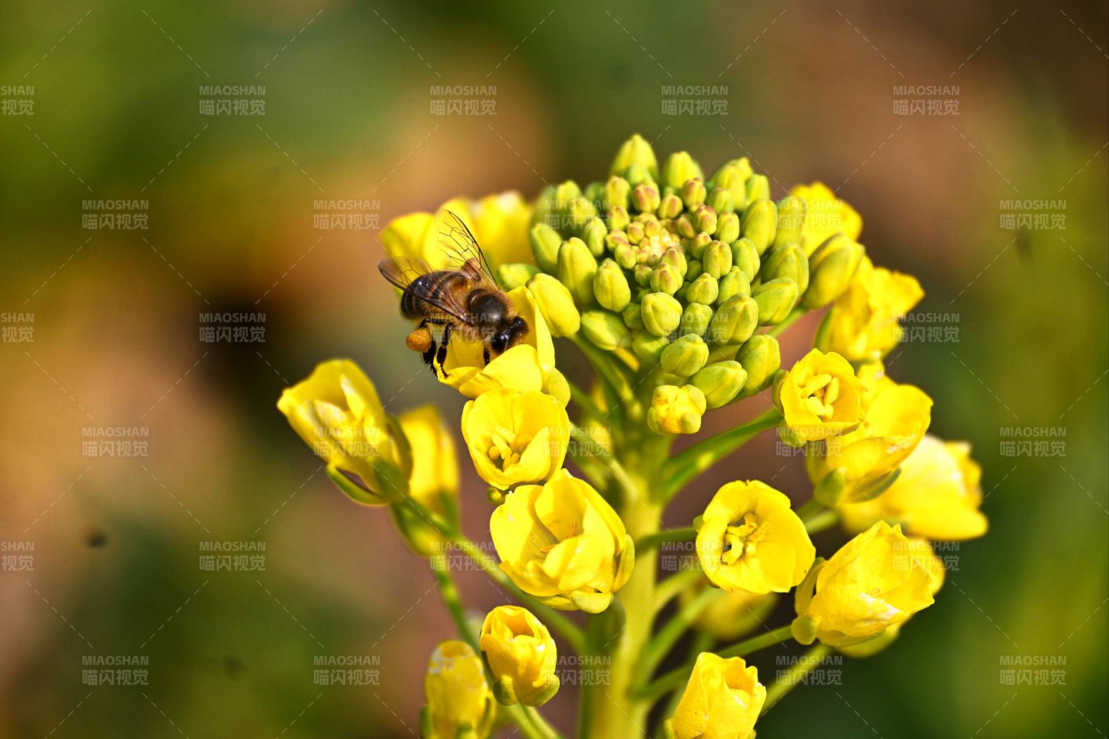 蜜蜂采油菜花蜜图片