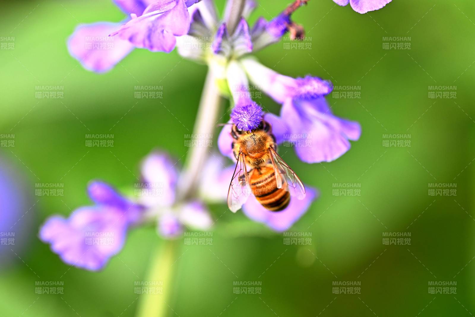 蜜蜂采紫花图片