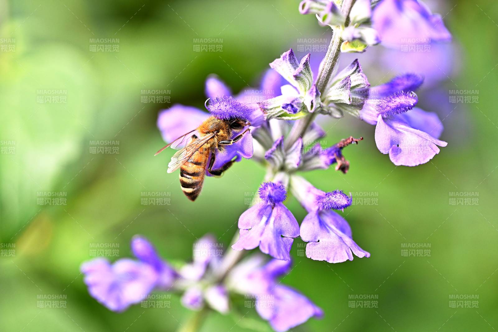 蜜蜂采紫花图片