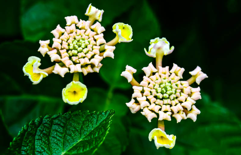 马缨丹花序的美丽绽放图片