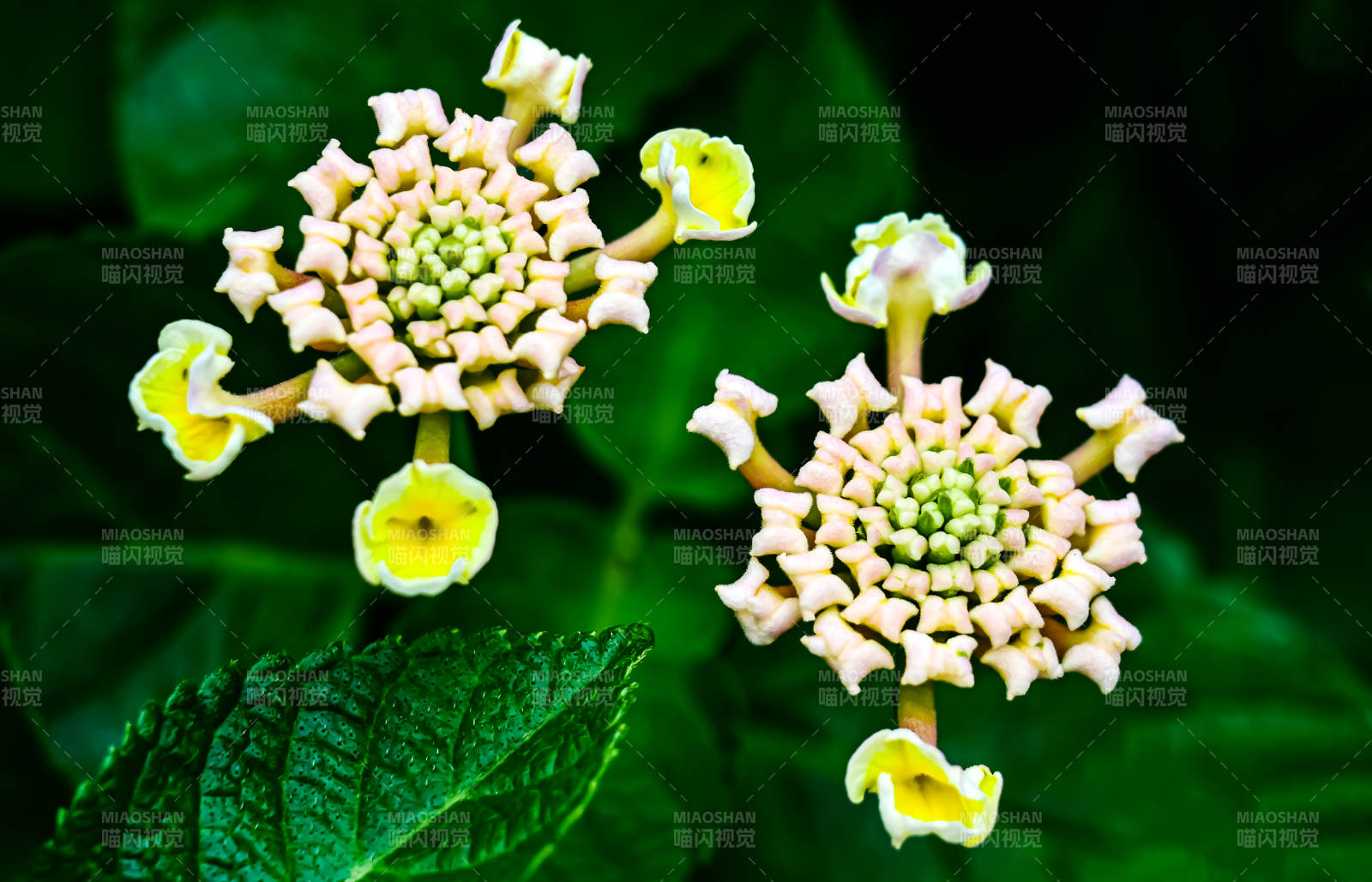 马缨丹花序的美丽绽放图片