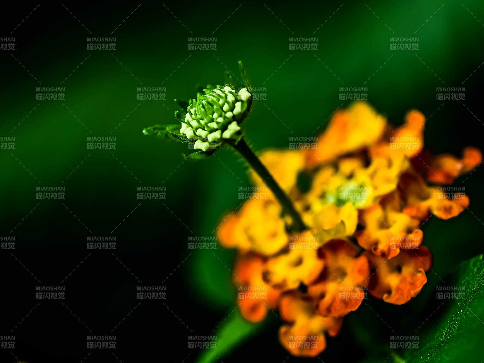 橙色的马缨丹花朵与花蕾特写图片